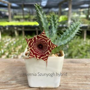 Huernia Szunyogh hybrid