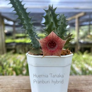 Huernia 'Tanaka' Pranburi hybrid