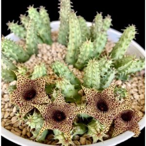 Huernia Transvaalensis X Huernia Pillansii