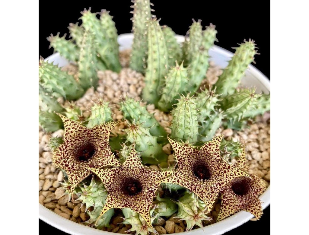 Huernia Transvaalensis X Huernia Pillansii