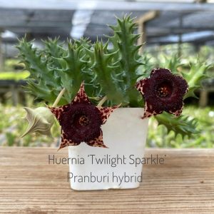 Huernia 'Twilight Sparkle' Pranburi hybrid