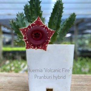 Huernia 'Volcanic Fire' Pranburi hybrid