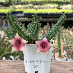 Huernia WN hybrid 15PE3
