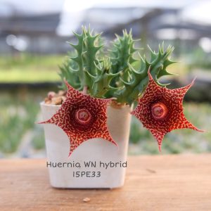 Huernia WN hybrid 15PE33)