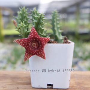 Huernia WN hybrid 15PE39