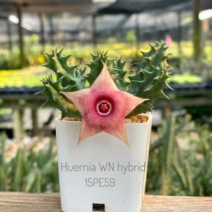 Huernia WN hybrid 15PE59