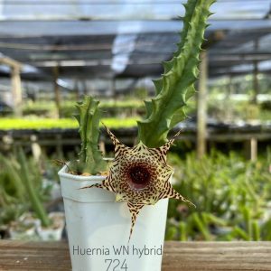 Huernia WN hybrid 724