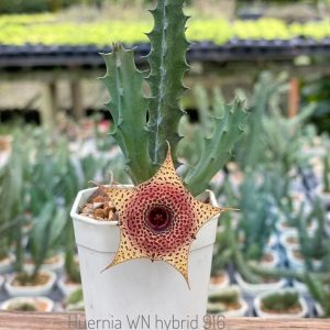 Huernia WN hybrid 916