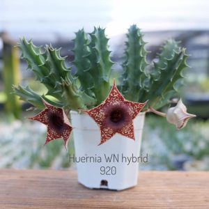 Huernia WN hybrid 920