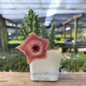 Huernia WN hybrid BDSH19