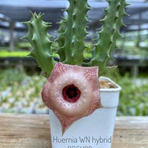 Huernia WN hybrid BDSH26