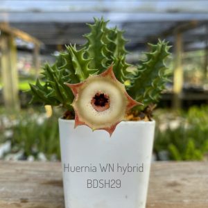 Huernia WN hybrid BDSH29
