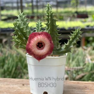 Huernia WN hybrid BDSH30