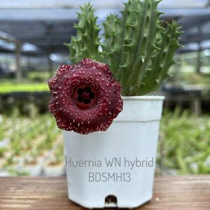 Huernia WN hybrid BDSMH13