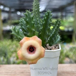 Huernia WN hybrid BDSMH24