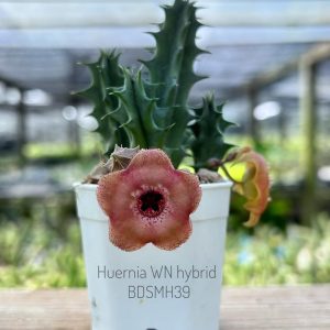 Huernia WN hybrid BDSMH39
