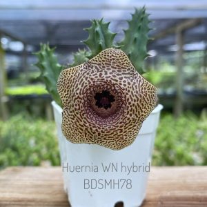 Huernia WN hybrid BDSMH78