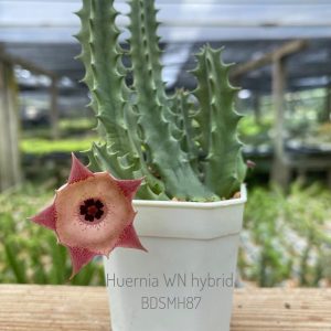 Huernia WN hybrid BDSMH87