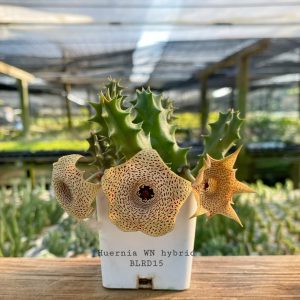 Huernia WN hybrid BLRD15