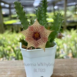 Huernia WN hybrid BLTG13