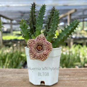 Huernia WN hybrid BLTG8