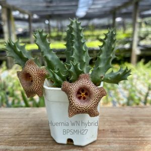 Huernia WN hybrid BPSMH27