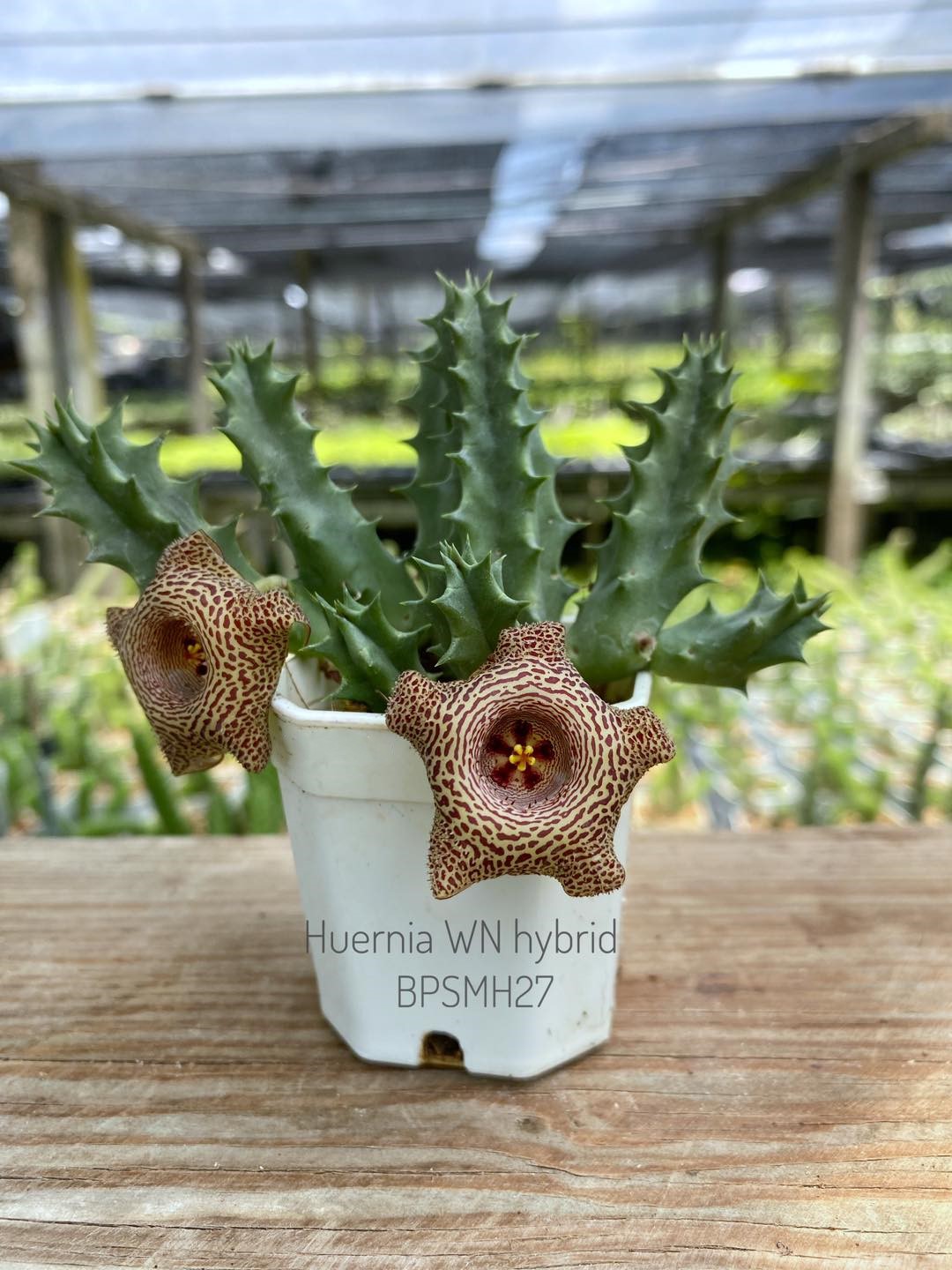 Huernia WN hybrid BPSMH27