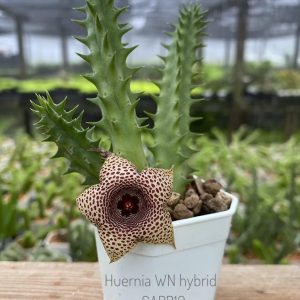 Huernia WN hybrid GARB10