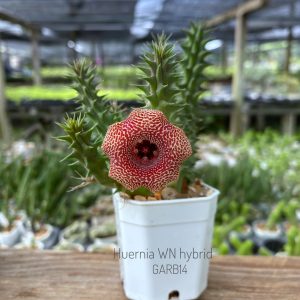 Huernia WN hybrid GARB14