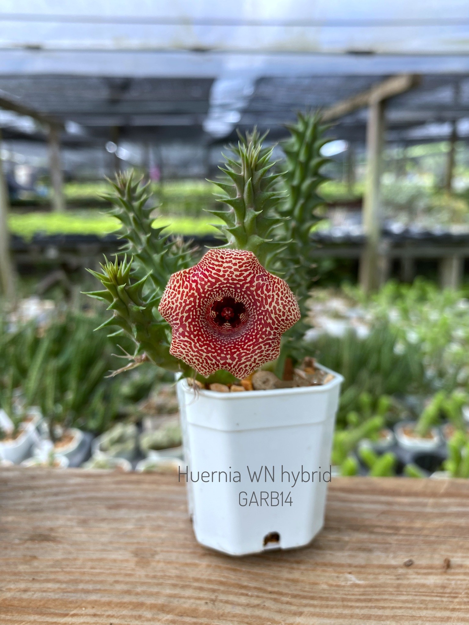Huernia WN hybrid GARB14