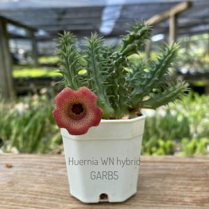 Huernia WN hybrid GARB5