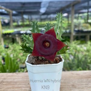 Huernia WN hybrid KN9