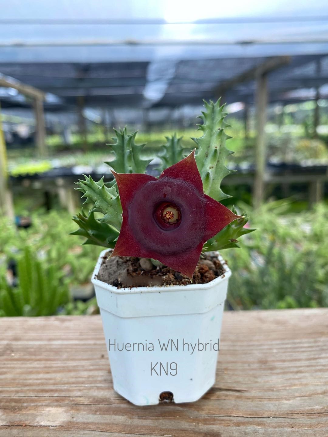 Huernia WN hybrid KN9
