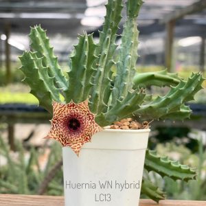 Huernia WN hybrid LC13
