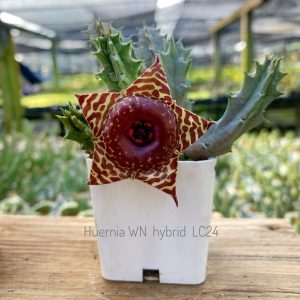 Huernia WN hybrid LC24