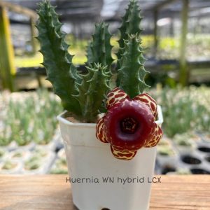 Huernia WN hybrid LCX