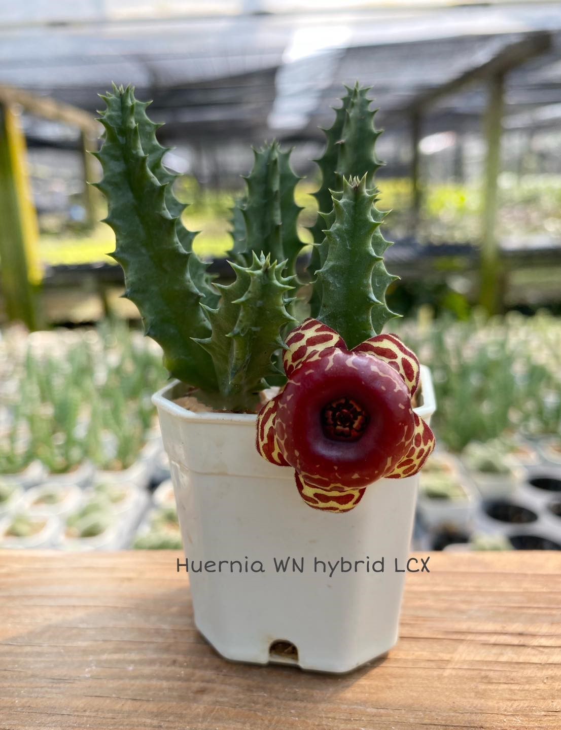 Huernia WN hybrid LCX
