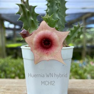 Huernia WN hybrid MCH12