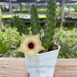Huernia WN hybrid MCH13