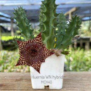 Huernia WN hybrid MCH40