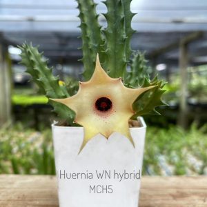Huernia WN hybrid MCH5
