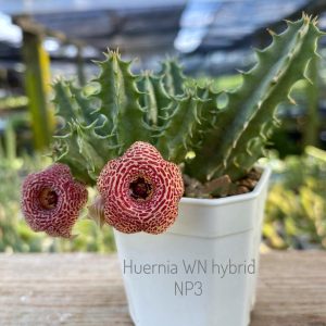 Huernia WN hybrid NP3