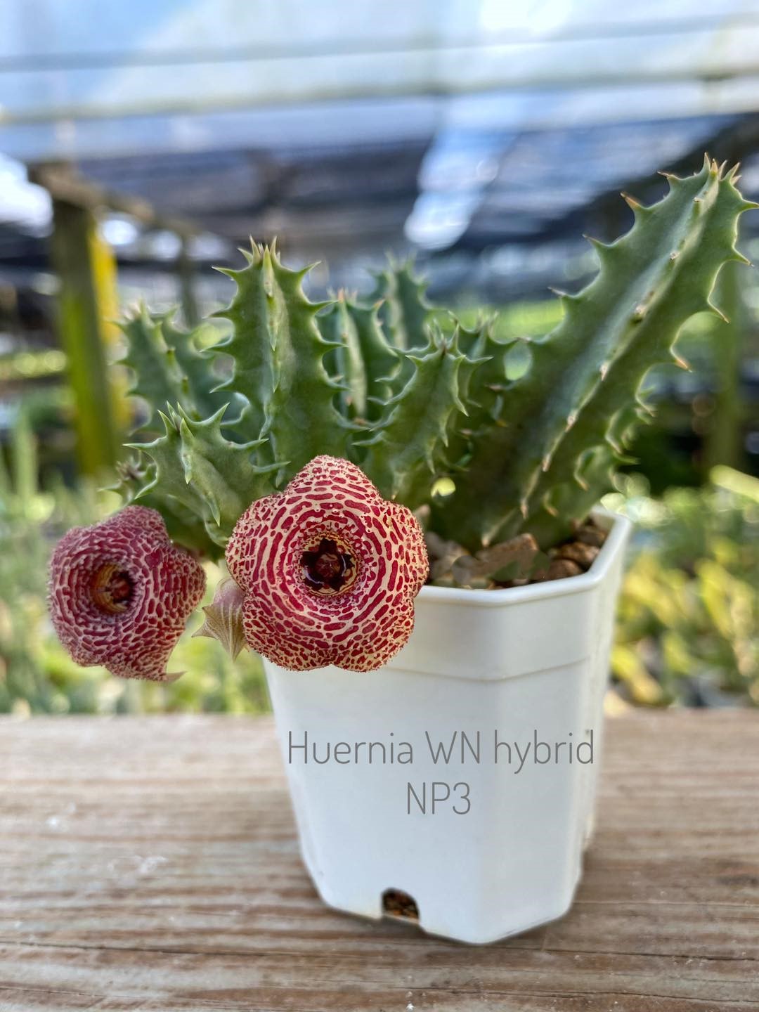 Huernia WN hybrid NP3