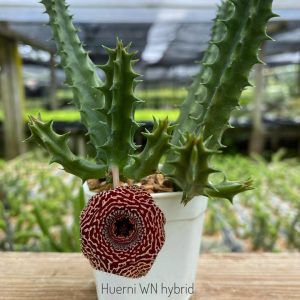Huernia WN hybrid SJRD28