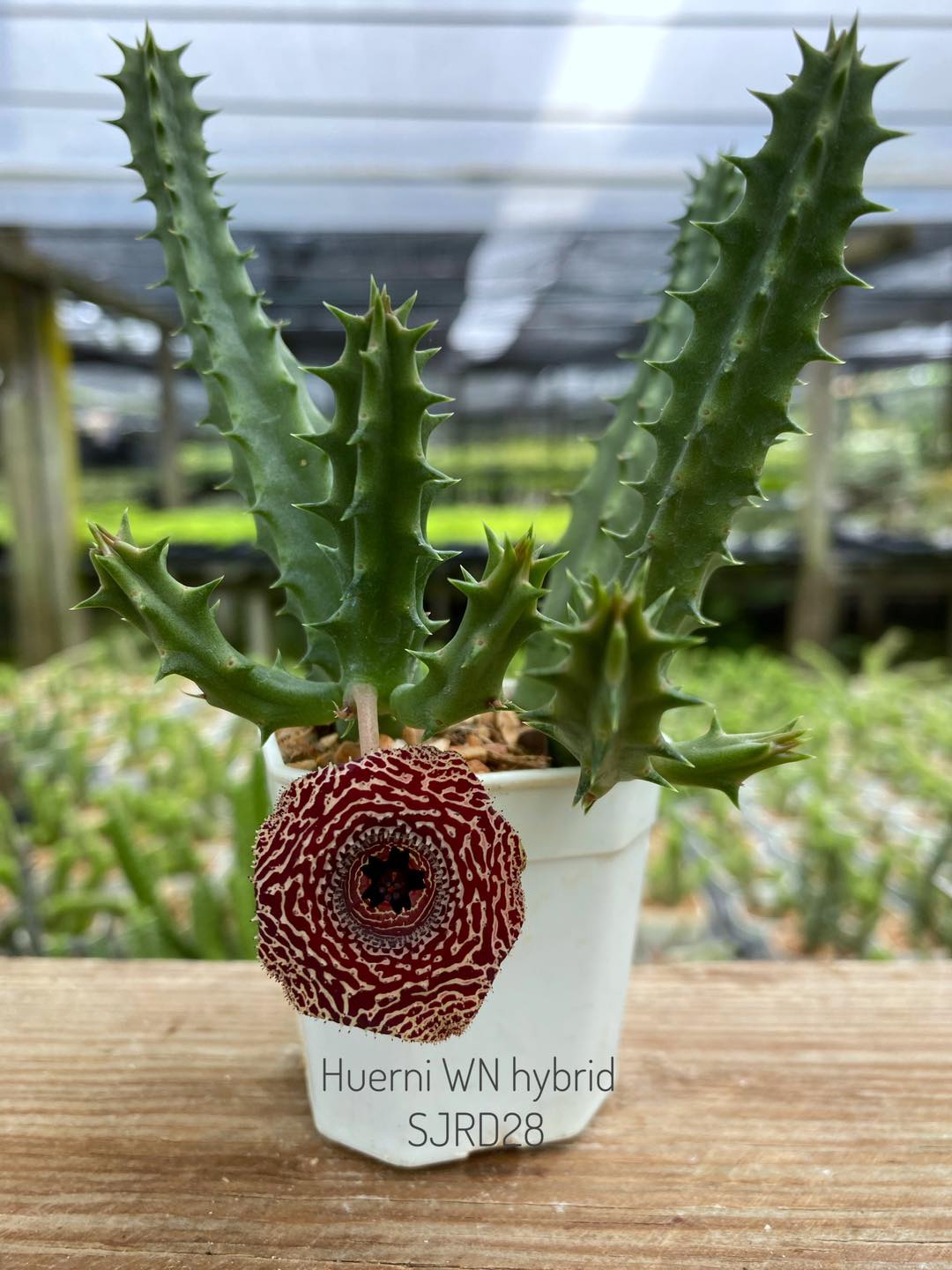 Huernia WN hybrid SJRD28
