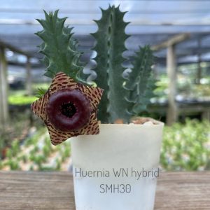 Huernia WN hybrid SMH30