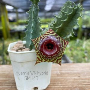 Huernia WN hybrid SMH40