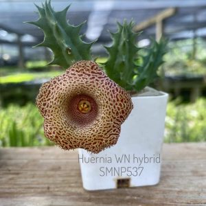 Huernia WN hybrid SMNP537