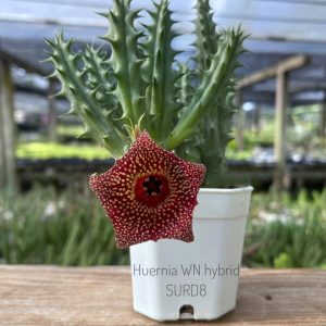 Huernia WN hybrid SURD8