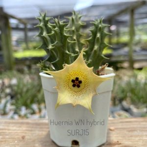 Huernia WN hybrid SURJ15